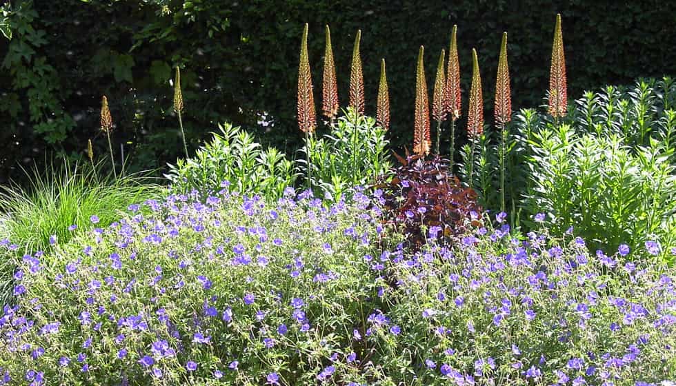 plantes médicinales dans les jardins du château