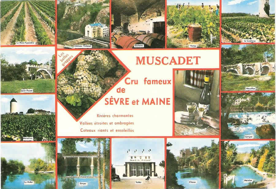 Muscadet Sèvre-et-Maine